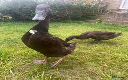 Ducks poultry for sale: Indian Runner Ducks  - Image 2