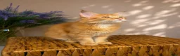 Maine Coon cats for sale: Pedigree Maine Coon Kittens 🌺 Champion Bloodlines - Advert 9