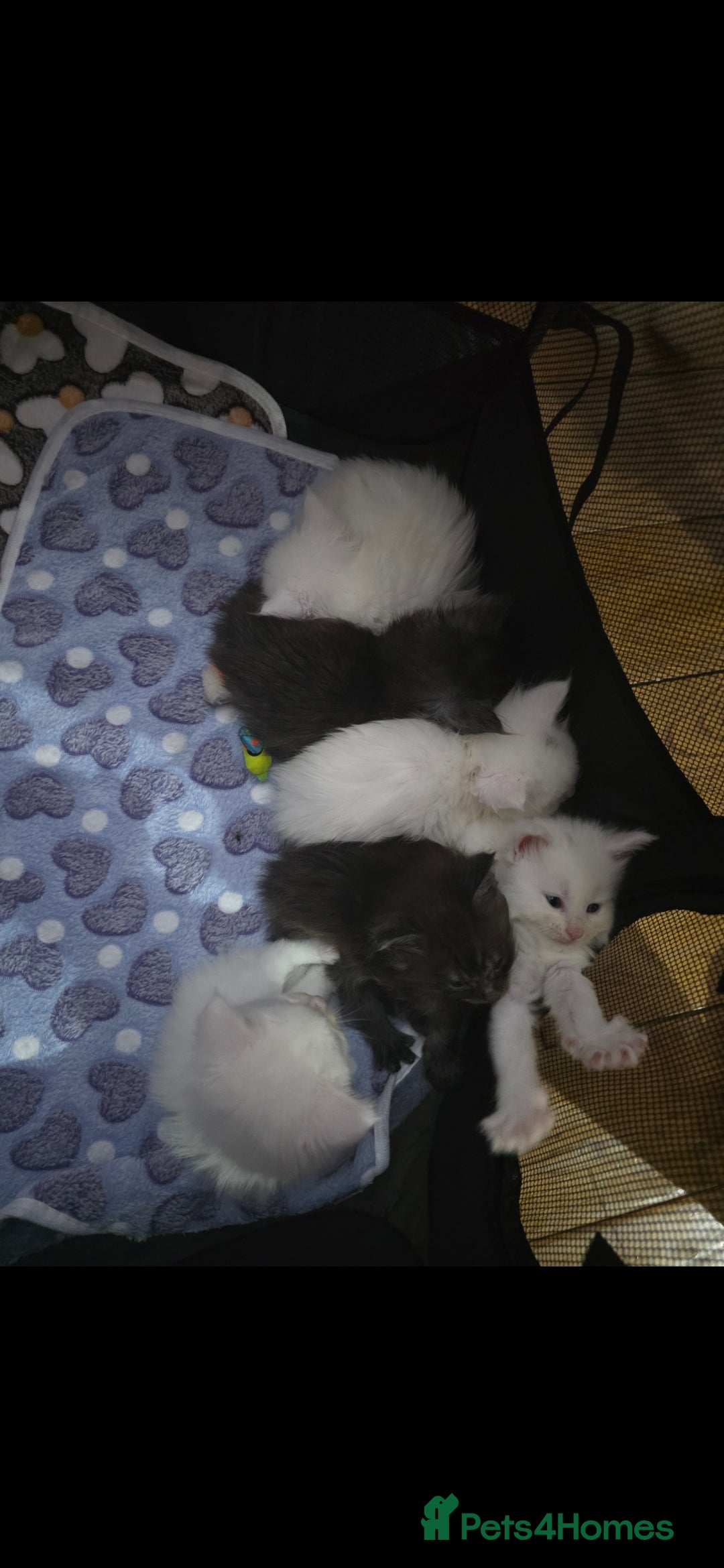 Maine Coon cats for sale: Pedigree XL Mainecoon kittens - Image 6