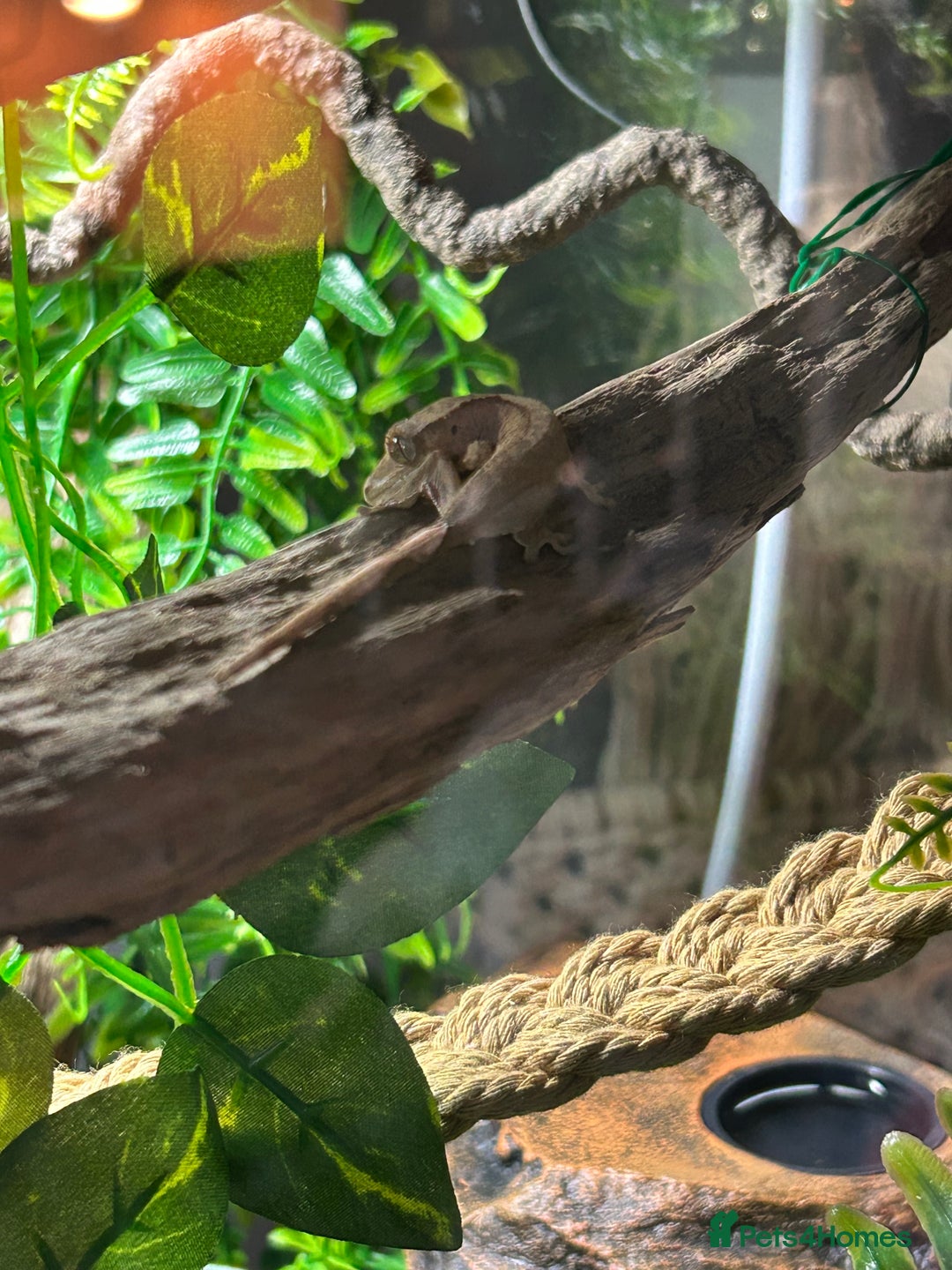 Gecko reptiles for sale: 2 baby crested geckos with full enclosure set up  - Advert 2