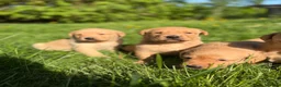 Labrador Retriever dogs for sale: Fox Red Labrador  - Advert 12