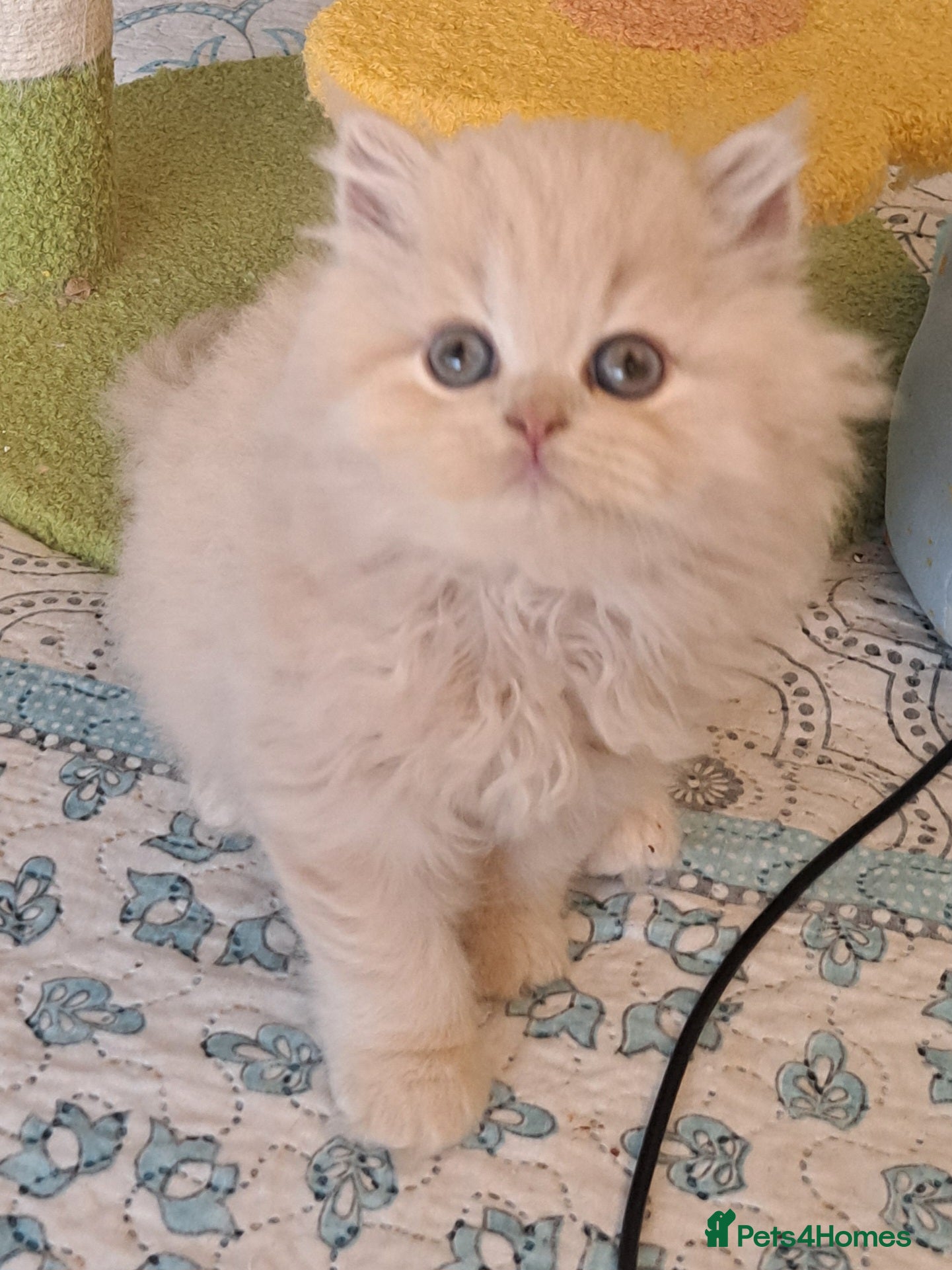 British Longhair cats Top Quality purebred BLH Kittend - Advert 6