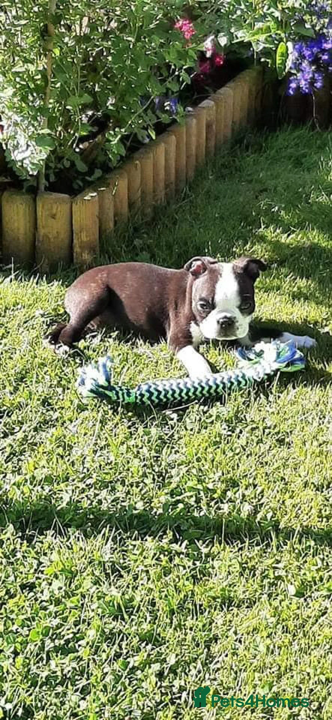 Boston Terrier dogs for stud: Small Proven Boston Terrier Stud in Doncaster - Advert 17
