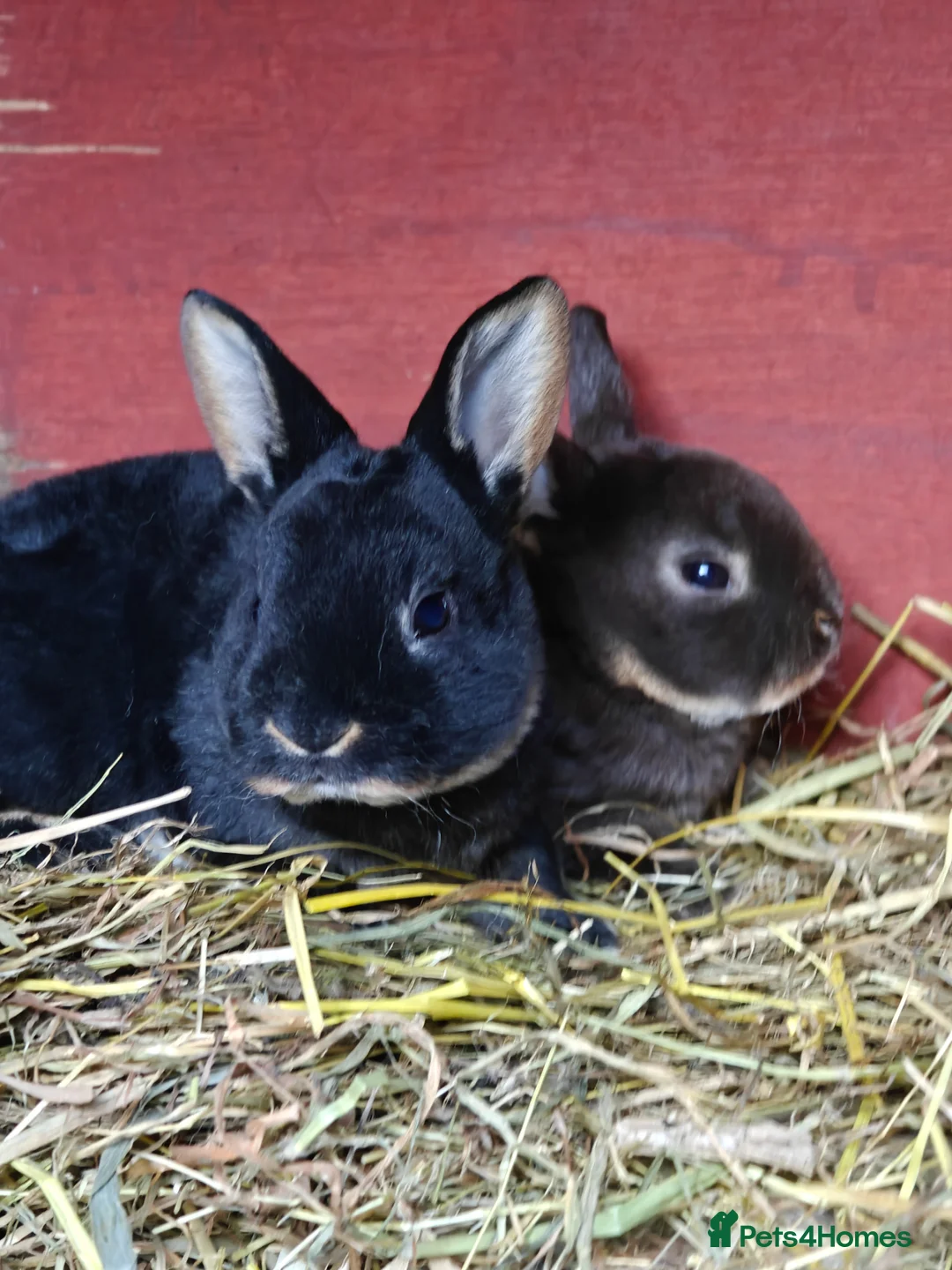 Rex rabbits for sale: Mini Rex Rabbits  - Advert 2