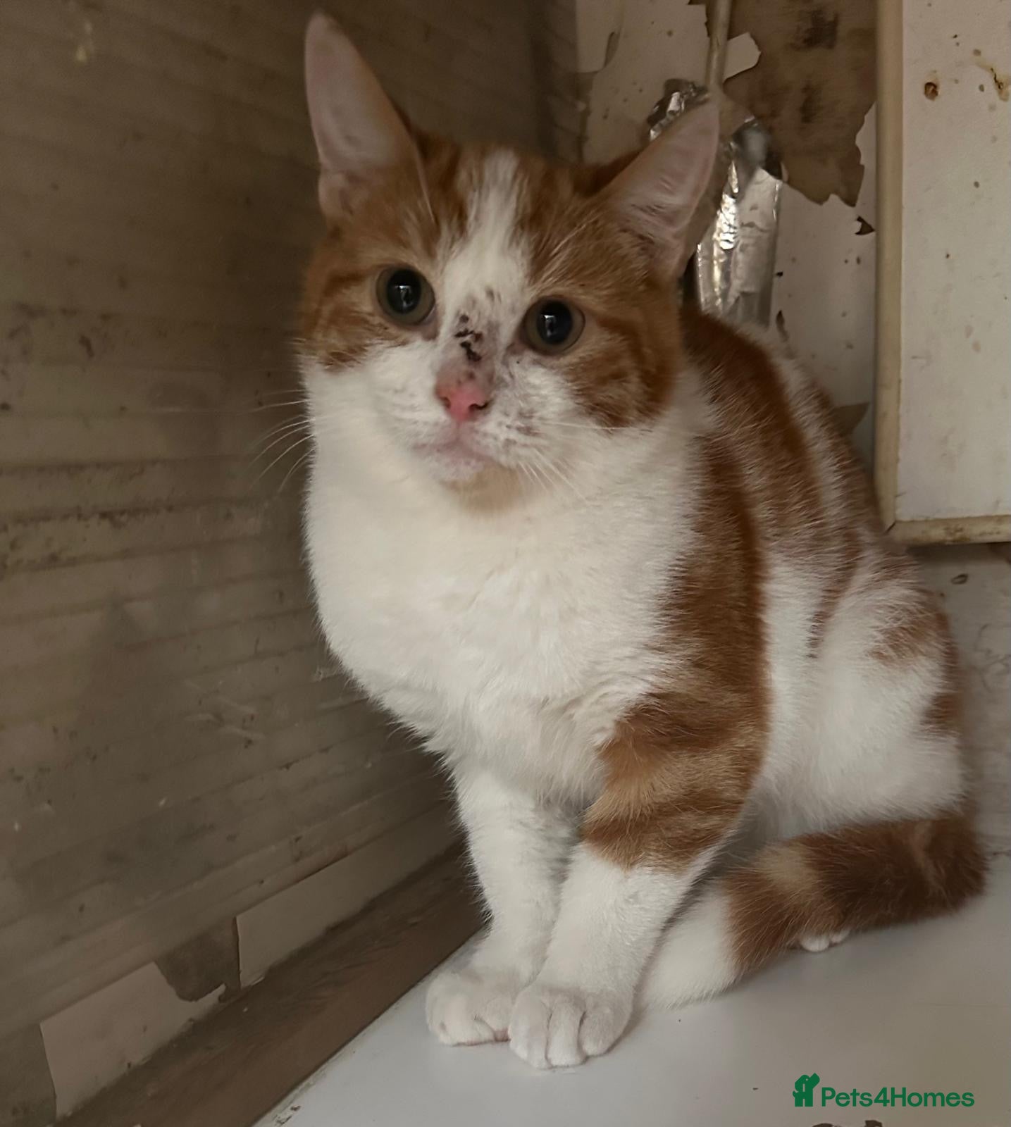 Mixed Breed cats 5 month old rescue kitten needs his own home - Advert 3