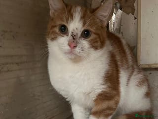 Mixed Breed cats 5 month old rescue kitten needs his own home - Advert 18