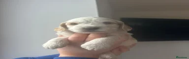 Otter