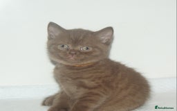 British Shorthair cats for sale: 🐾 British Shorthair Kittens Looking for Homes 🏡 - Image 3