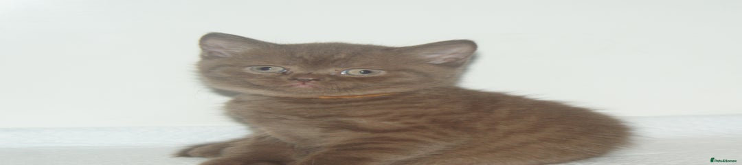 Cinnamon British Shorthair Kitten