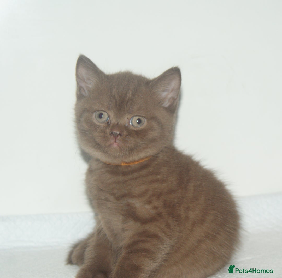 British Shorthair cats for sale: 🐾 British Shorthair Kittens Looking for Homes 🏡 - Image 3