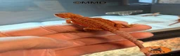 Bearded Dragon reptiles for sale: G stripe Baby Bearded Dragons available - Advert 14