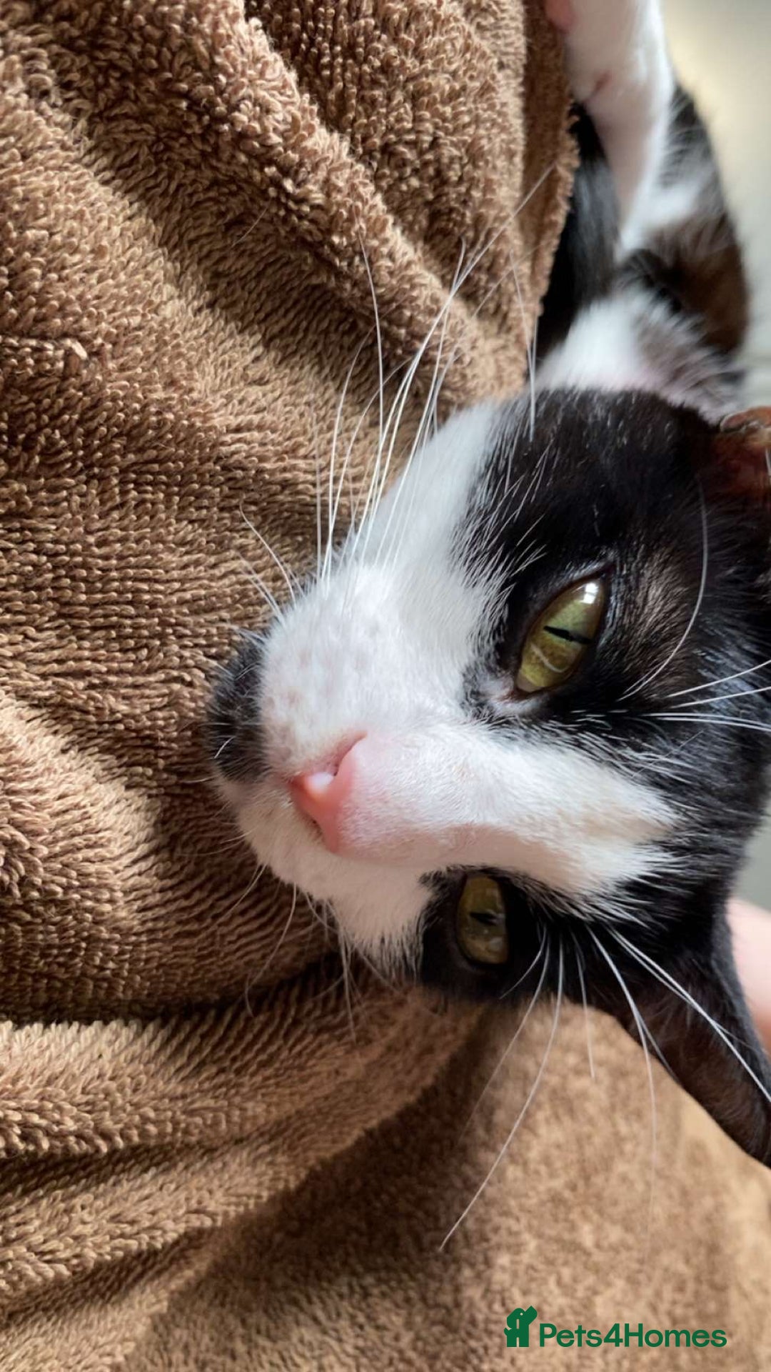 British Shorthair cats for sale: Kitty for sale - Advert 3