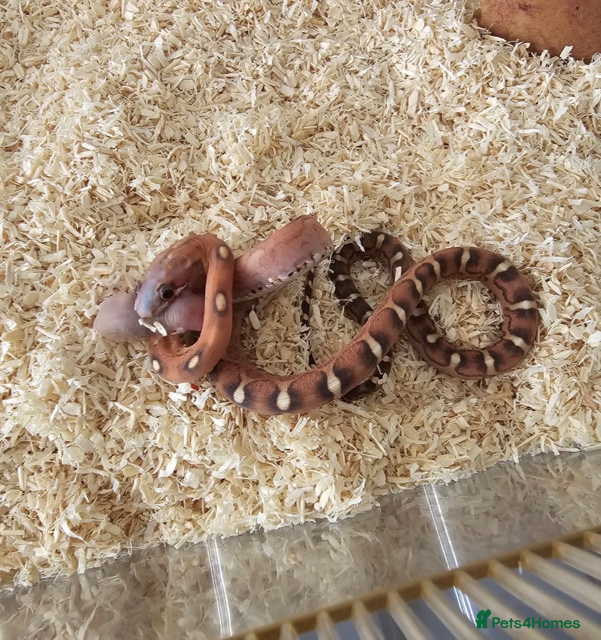 Corn Snake reptiles for sale: Scaleless corn snake  - Advert 1