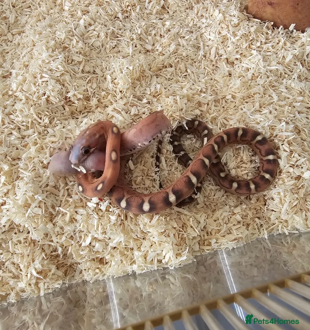 Corn Snake reptiles for sale: Scaleless corn snake  - Advert 1