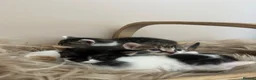 Domestic Shorthair cats for sale: Child friendly kittens in Langport - Advert 3