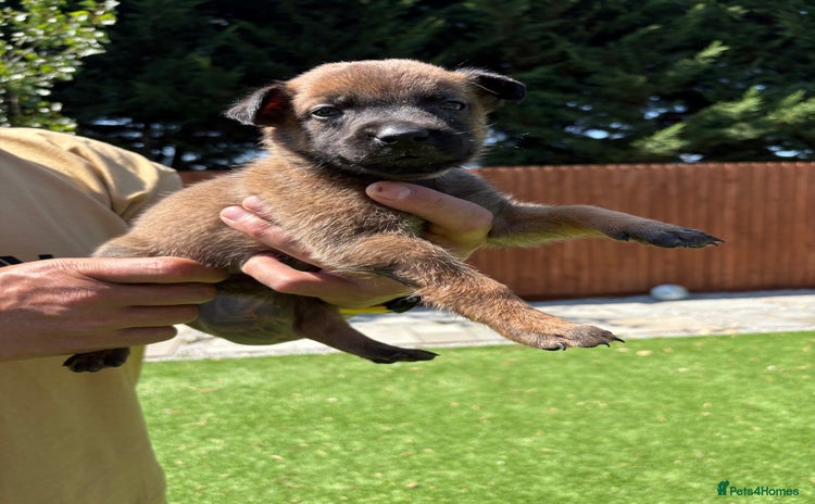 Belgian Shepherd Dog dogs - Advert 2