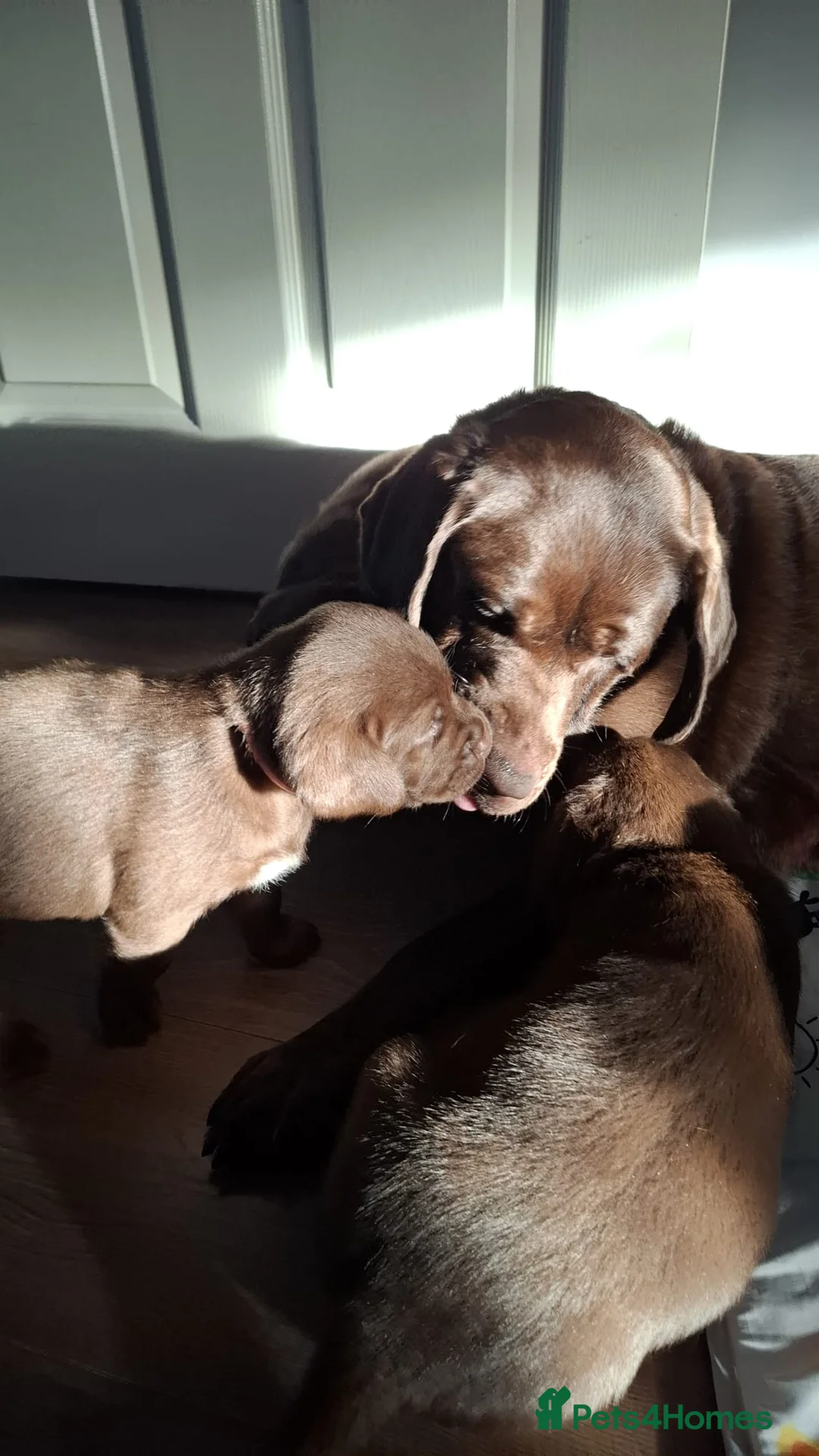 Labrador Retriever dogs for sale: Chocolate Labrador Retriever Puppies-Family Raised - Advert 20