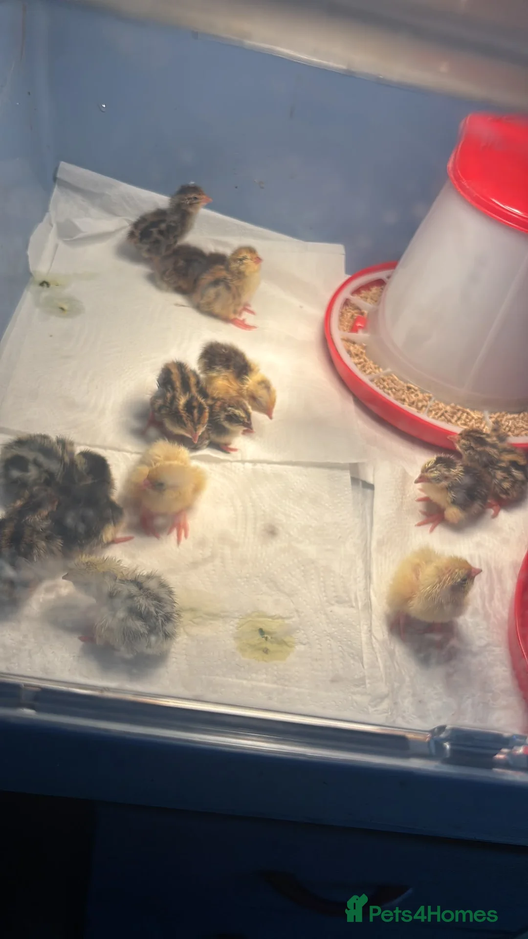 Mixed Breed birds for sale: Quail in Caerphilly - Advert 6