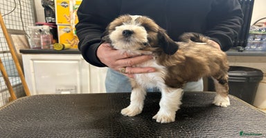 Tibetan Terrier dogs Araki Tibetan Terriers puppies for sale - Advert 11