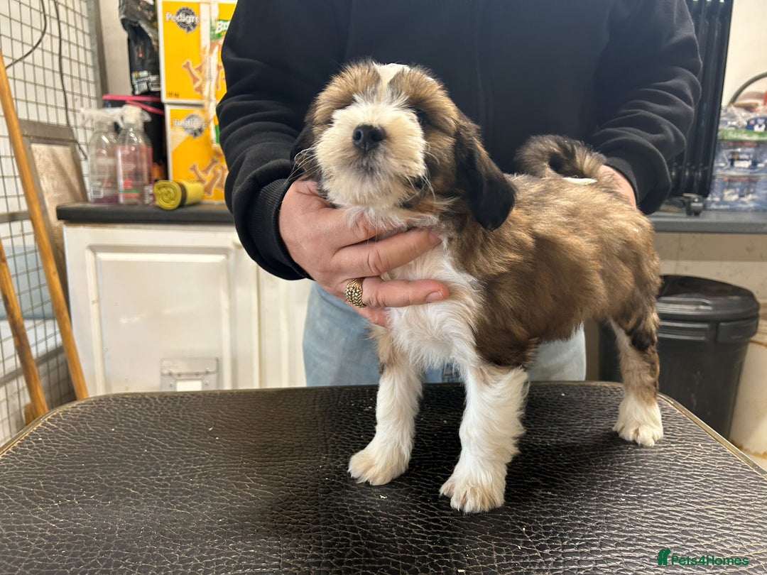 Tibetan Terrier dogs for sale: Araki Tibetan Terriers puppies for sale - Advert 3