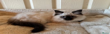 Ragdoll Kitten 2