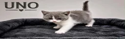 British Shorthair cats for sale: CHAMPION BLOODLINE BI-COLOURS - Advert 6