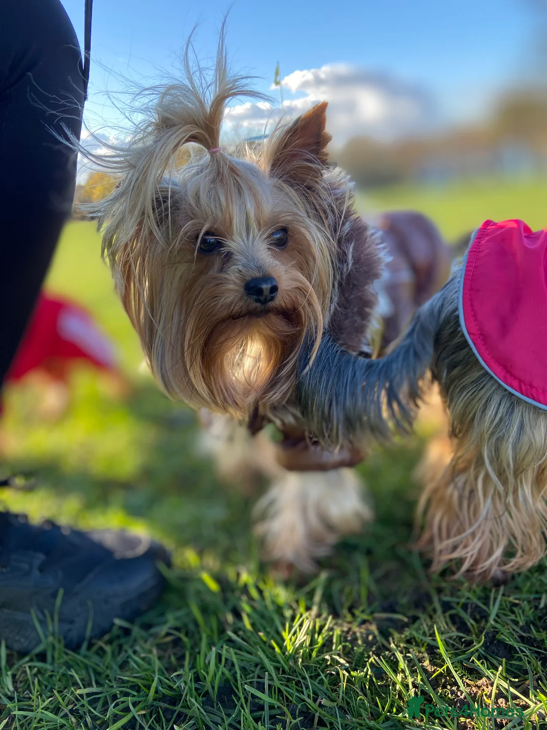 Yorkshire Terrier dogs for stud: Yorkshire terrier for stud  in Hornchurch - Advert 4