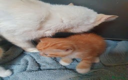 Balinese cats for sale: 6 buteful cats searching for homes. - Image 1