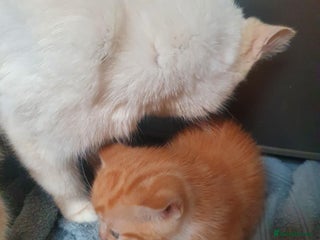 Balinese cats - Advert 1