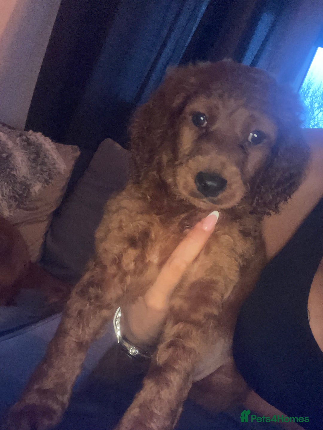 Mixed Breed dogs for sale: Cavapoo puppies  - Image 8