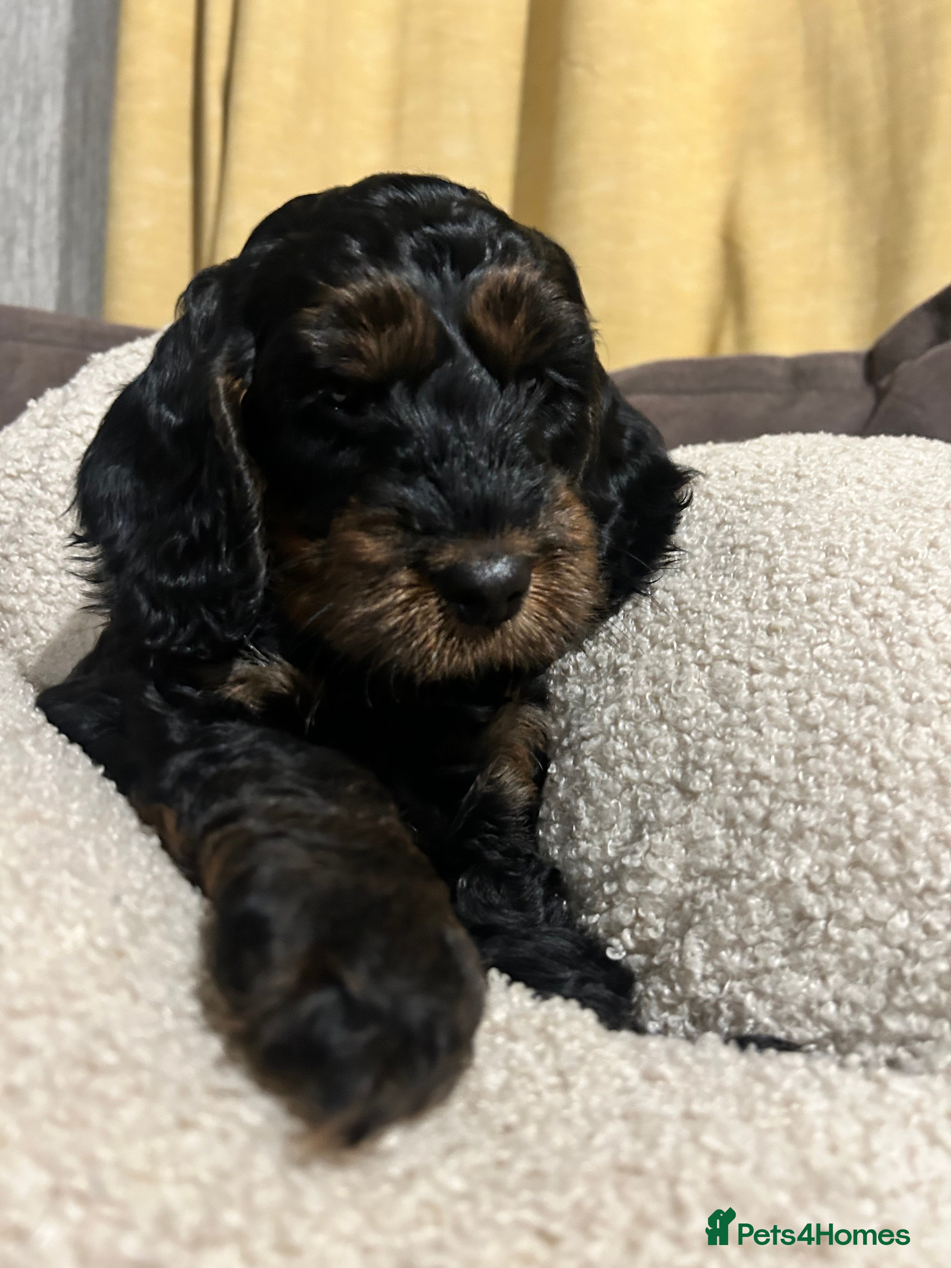 Cockapoo dogs Black and Tan Cockapoo boy - Advert 1