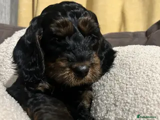 Cockapoo dogs Black and Tan Cockapoo boy - Advert 1