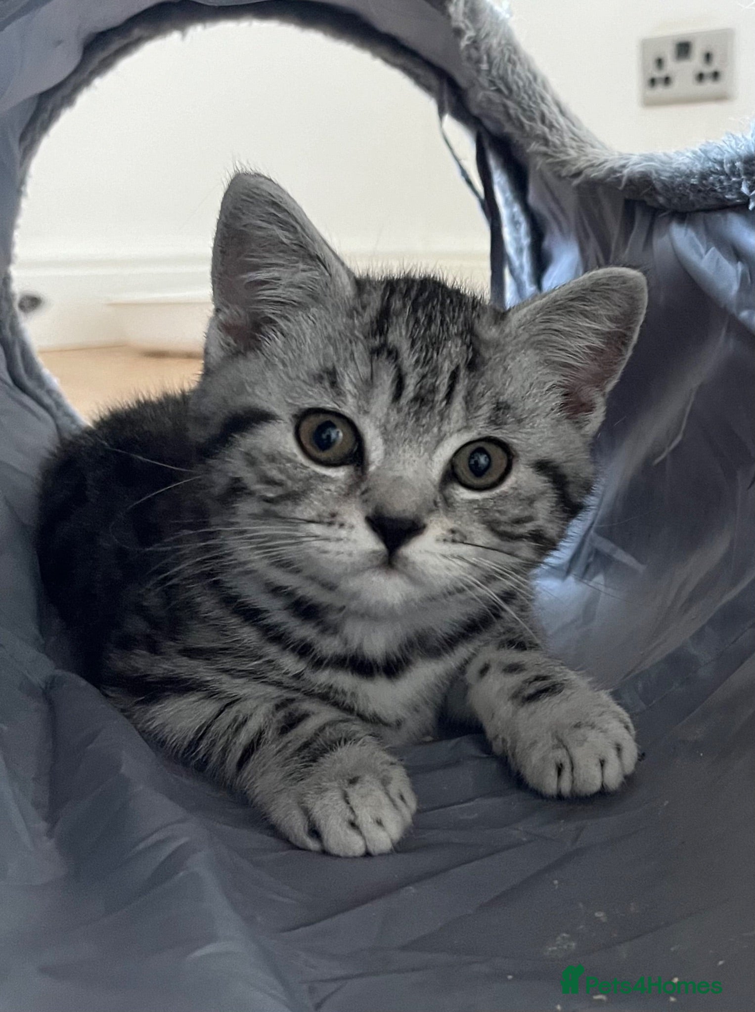 British Shorthair cats British Shorthair GCCF registered Ready now.   - Advert 1