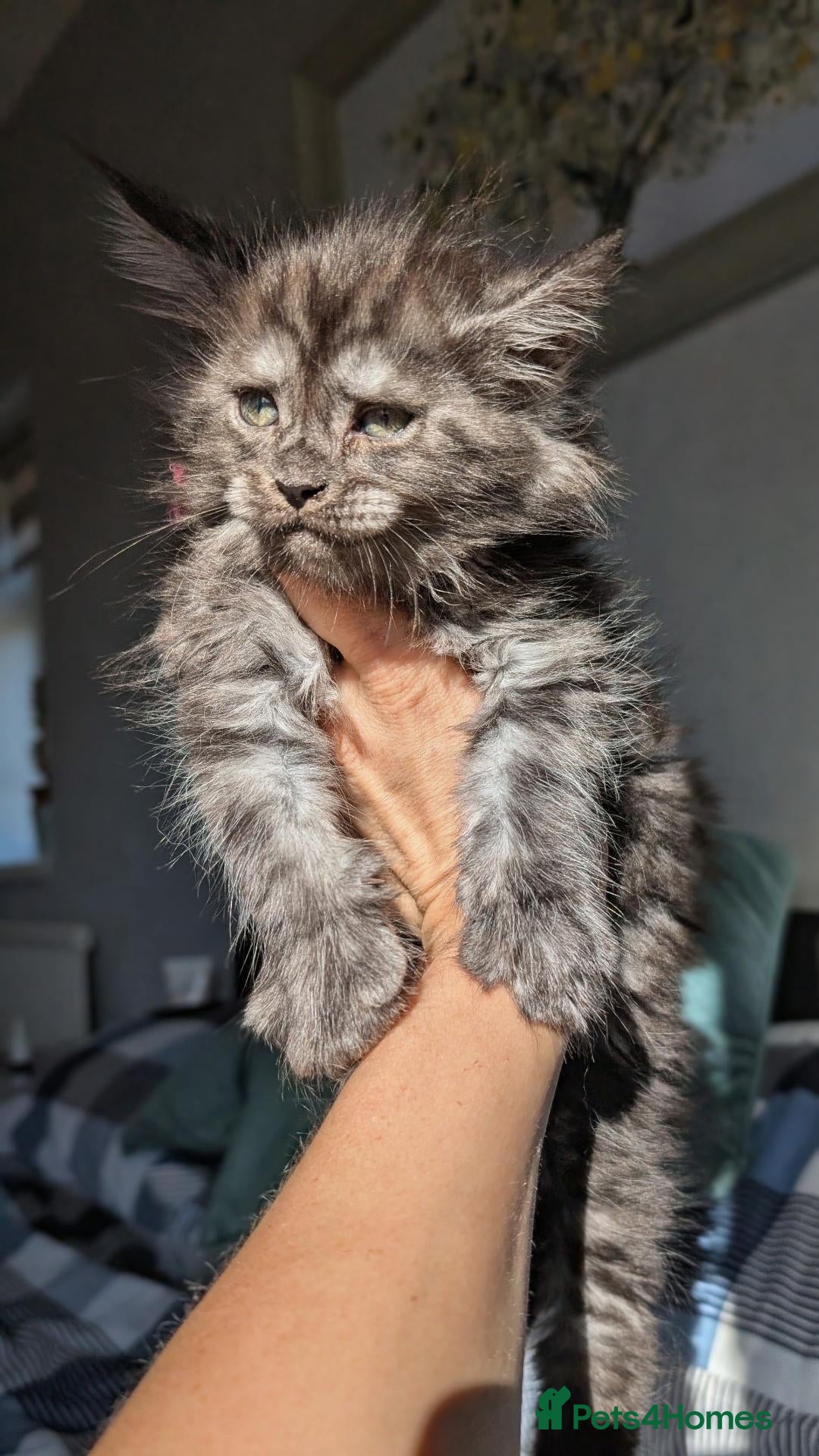 Maine Coon cats Black&Black Smoke Tica registered  - Advert 1