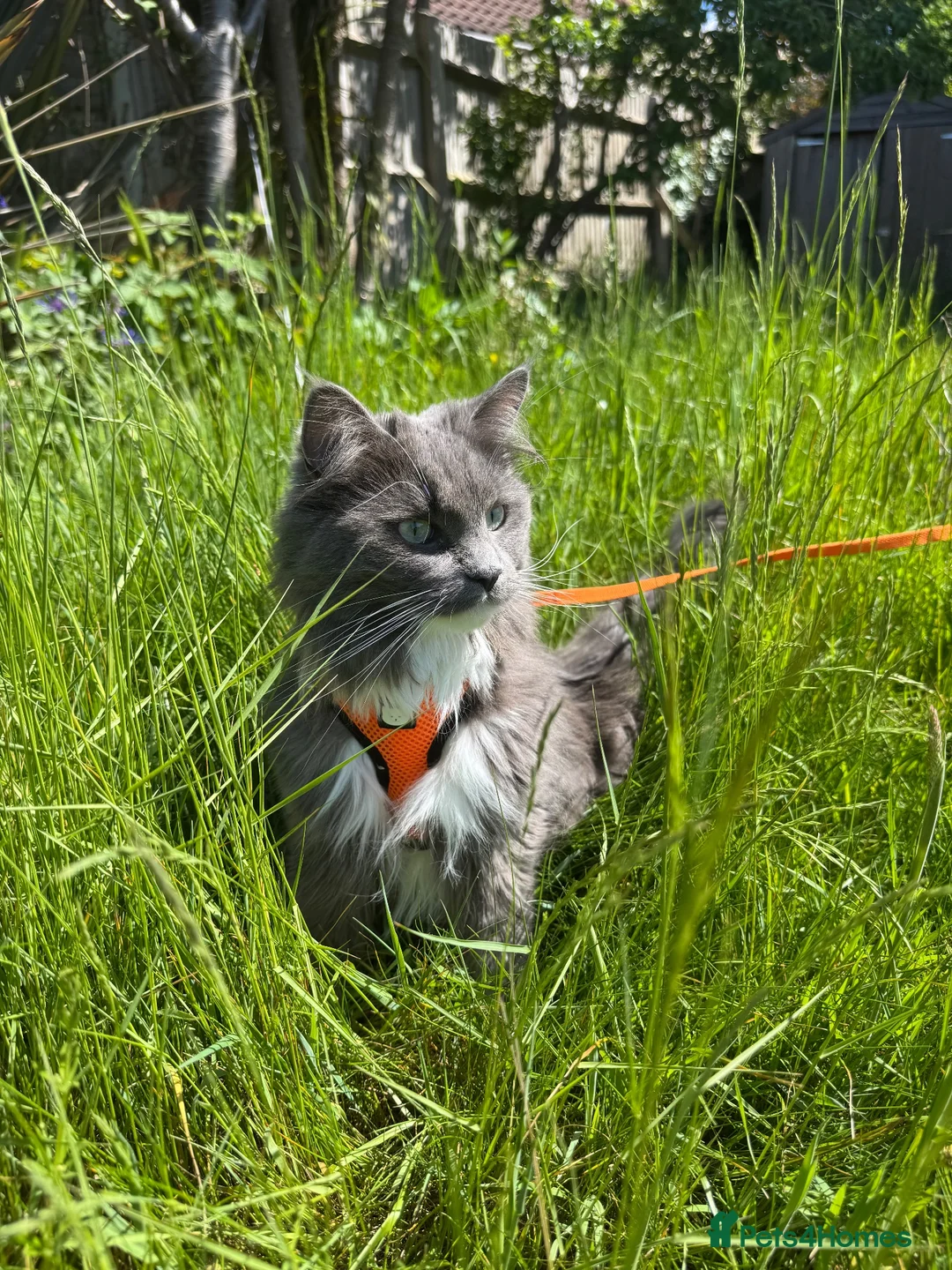 Maine Coon cats for sale: Kiki&Milo – Bonded Pair Looking for a Loving Home - Advert 2