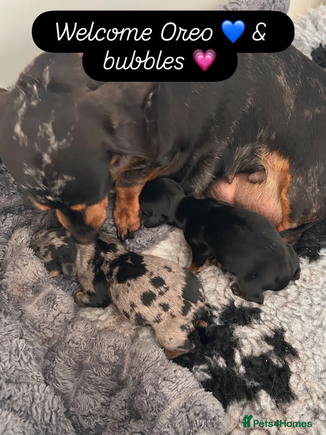 Miniature Dachshund dogs for sale: Bubbles and Oreo  - Advert 2
