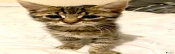 Bengal cats for sale: Gorgeous male bengal kitten - Advert 3