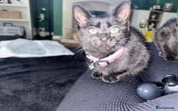 Mixed Breed cats for sale: 2 stunning girls - Image 5