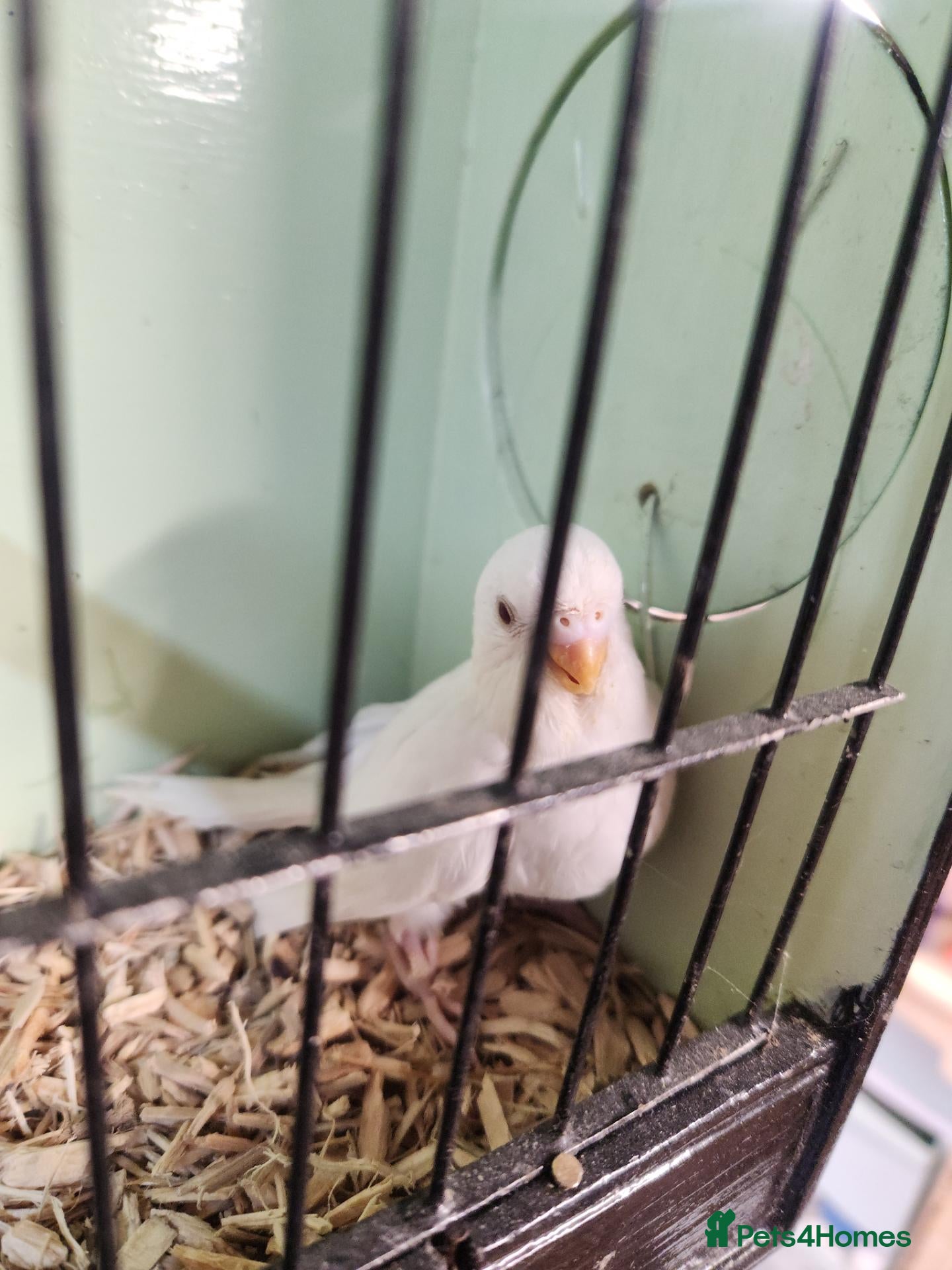 Budgerigars birds Budgies available now 🐦🐦‍⬛🦜🦚 - Advert 1