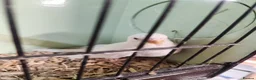 Budgerigars birds for sale: Budgies available now 🐦🐦‍⬛🦜🦚 - Advert 1