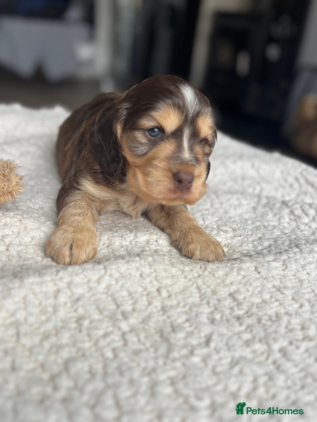 Cocker Spaniel dogs for sale: 🐾[Simbawood Lines]KC Show Cocker Spaniels🐾 - Advert 2