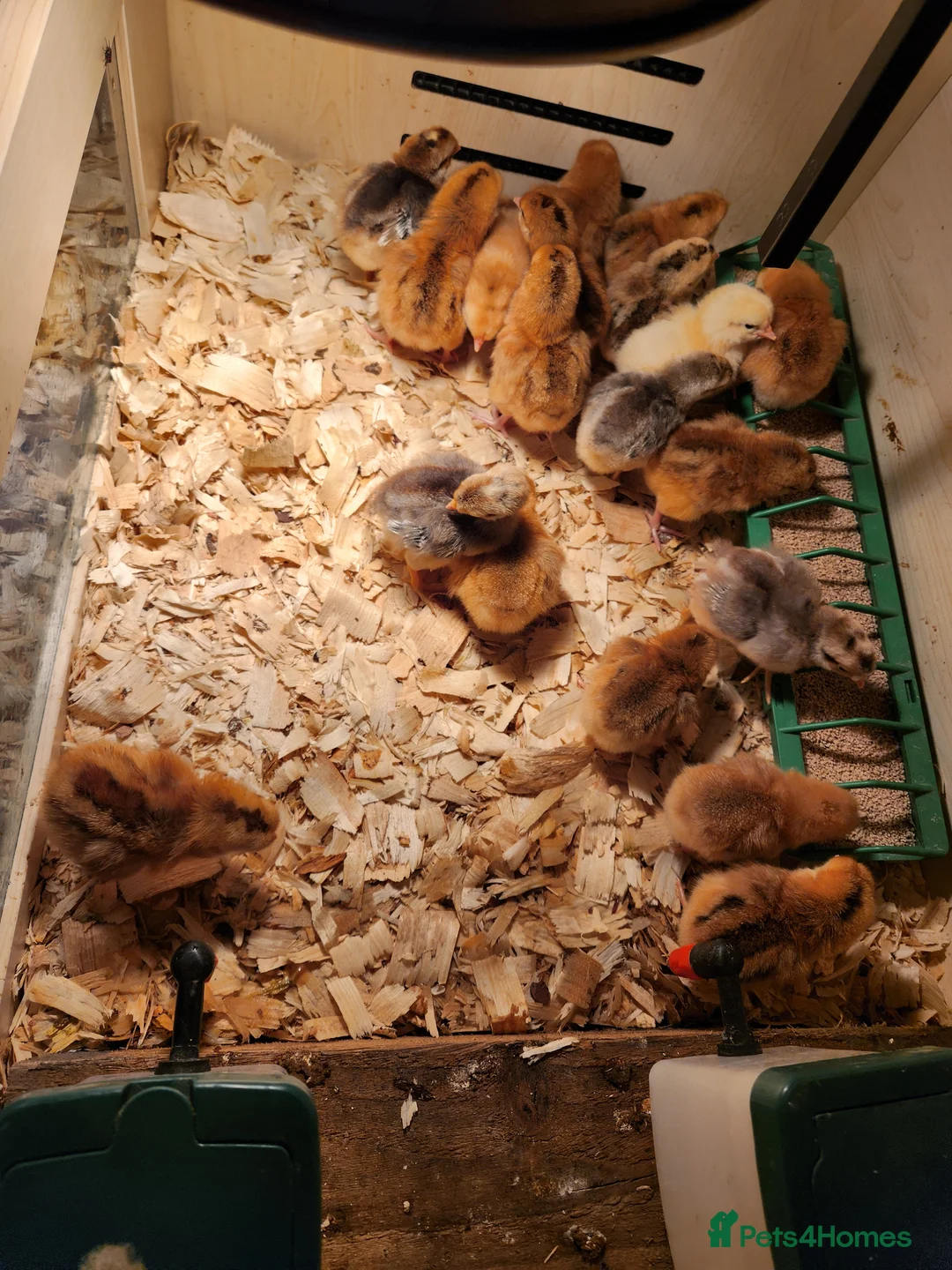 Chickens poultry for sale: Day old olive egger pullets  - Advert 1
