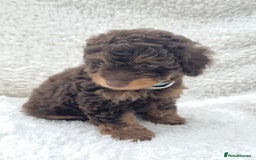 Cockapoo dogs for sale: Stunning cockapoo’s  - Image 13