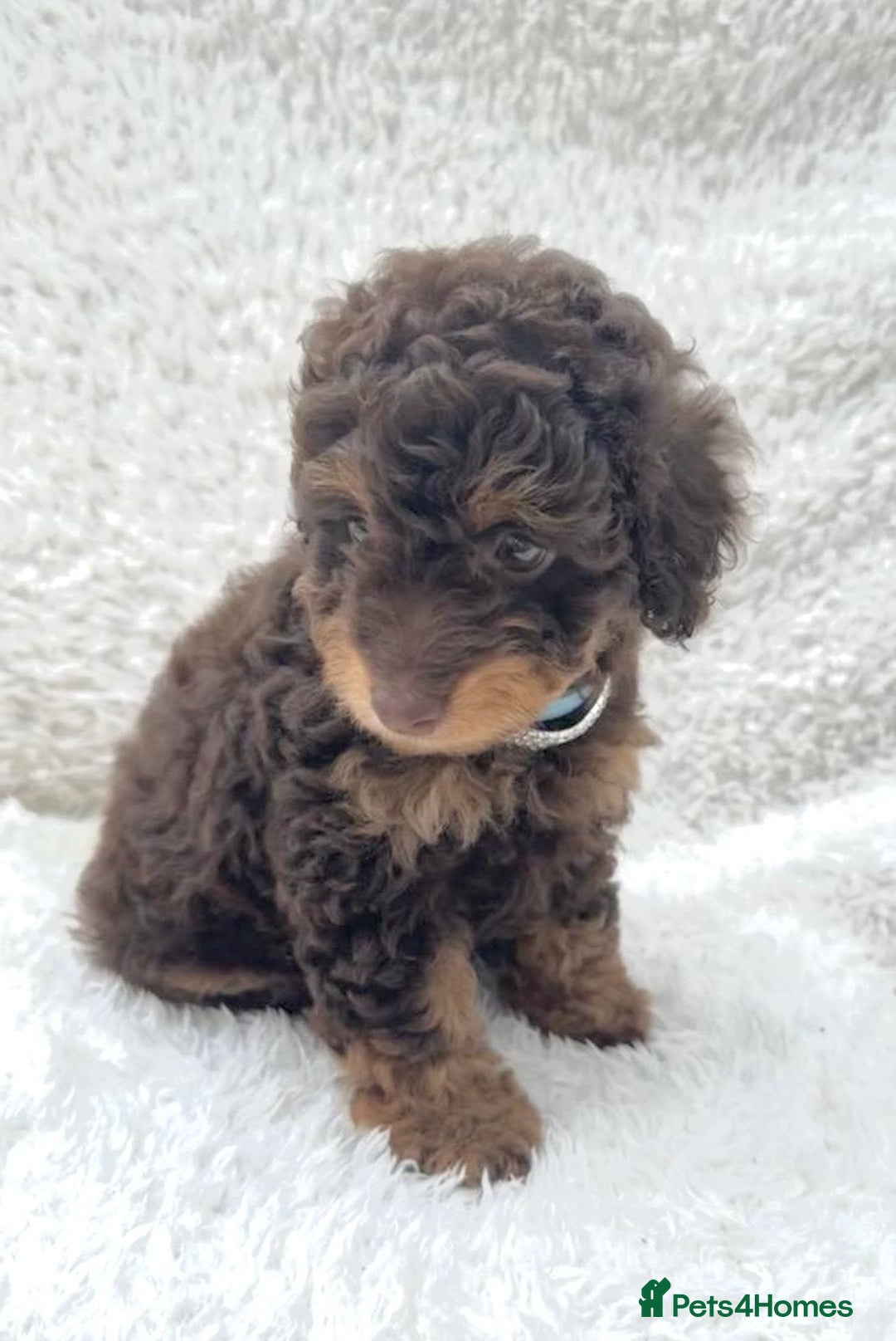 Cockapoo dogs for sale: Stunning cockapoo’s  - Image 13