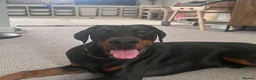 Dobermann dogs for sale: 9 month old Doberman  in Chichester - Advert 1