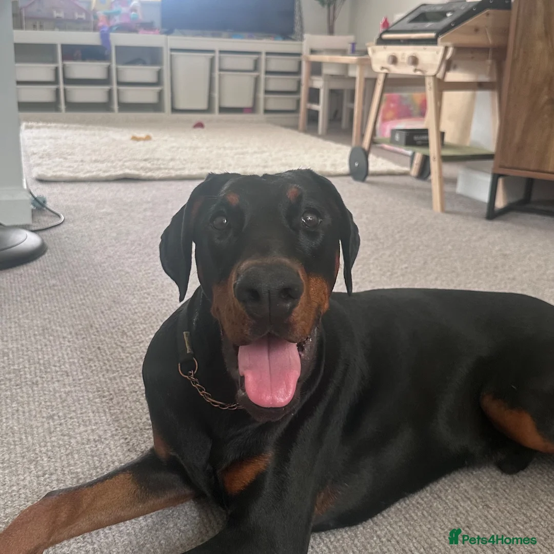 Dobermann dogs for sale: 9 month old Doberman  in Chichester - Advert 1