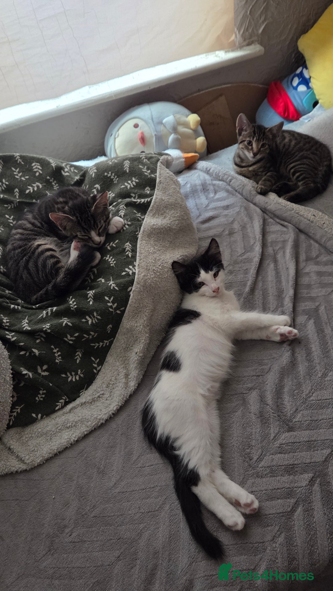 European cats for sale: 6 Kittens ready to find their new homes!! - Image 5