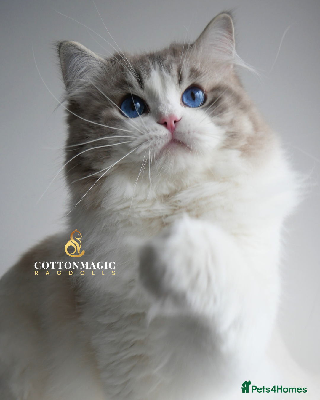 Ragdoll cats Retired Blue Lynx Bicolor Male Show Quality  - Advert 2
