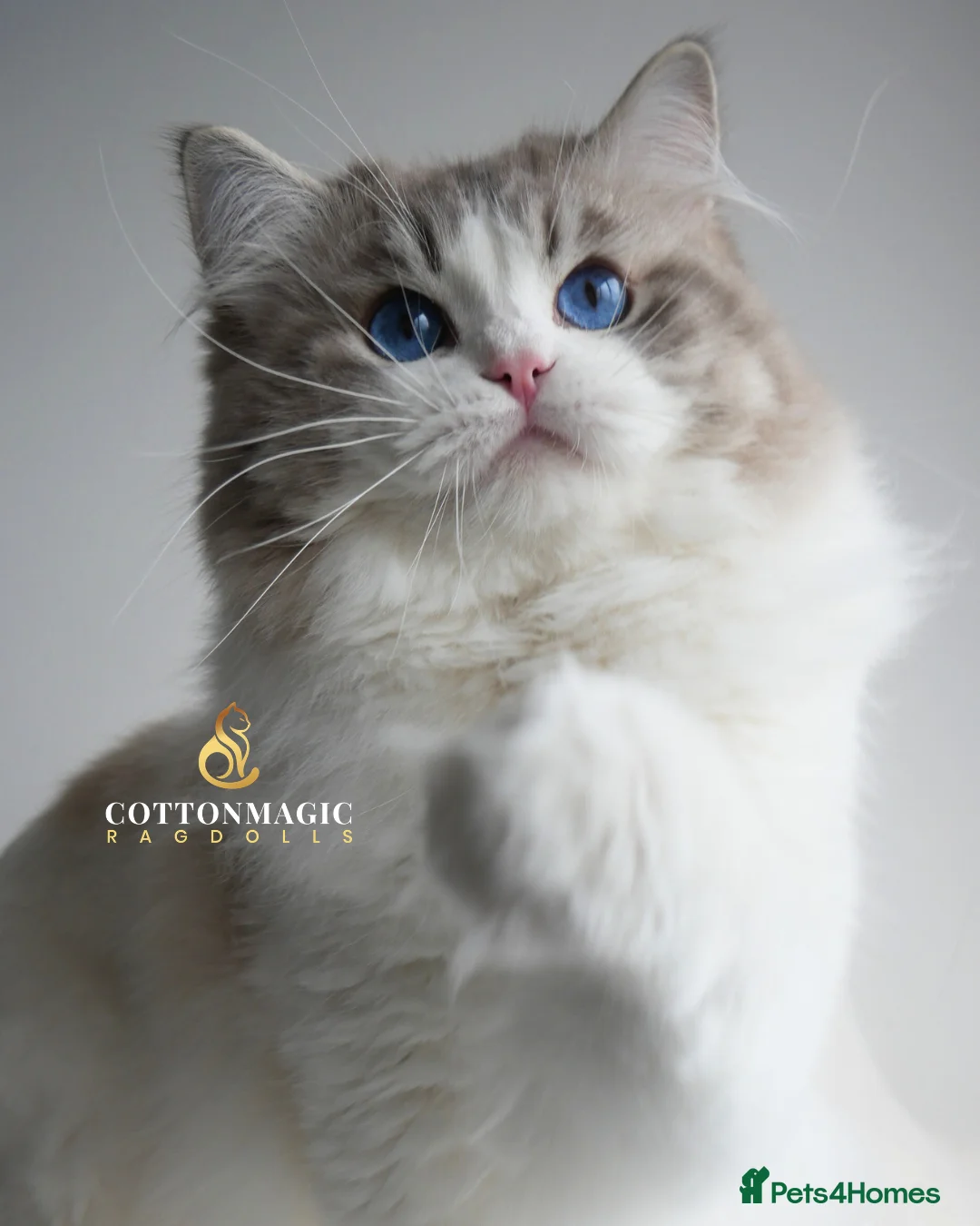 Ragdoll cats for sale: Retired Blue Lynx Bicolor Male Show Quality  - Advert 1
