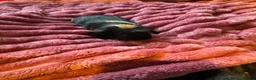Guinea Pig rodents for sale: 2 females and 4 males for sale  - Advert 9